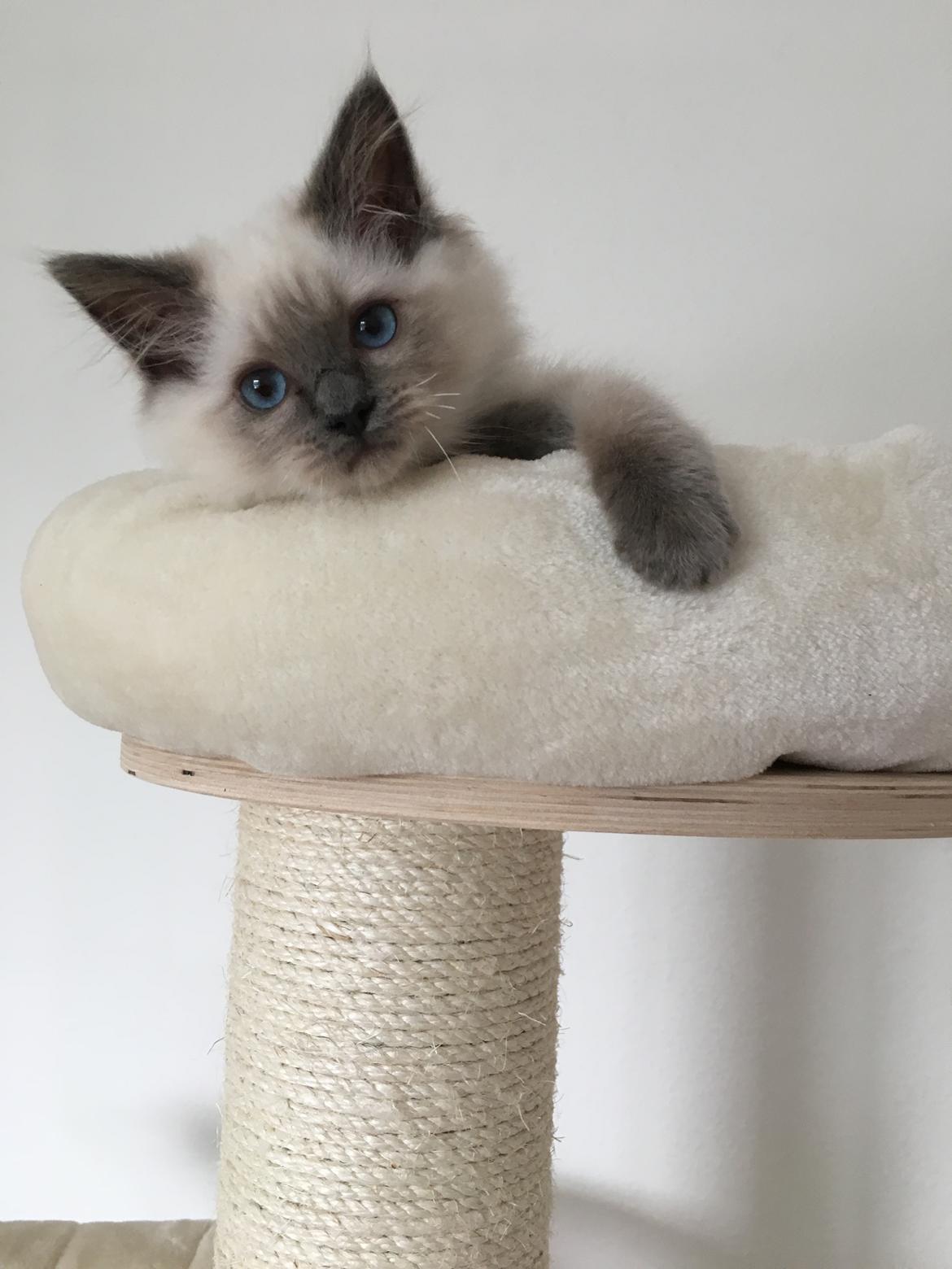 Ragdoll Phoebe billede 4