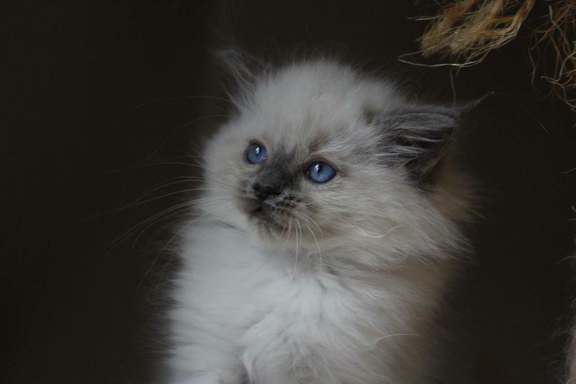 Ragdoll Phoebe billede 2