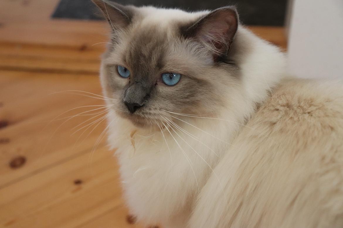 Ragdoll Phoebe billede 1