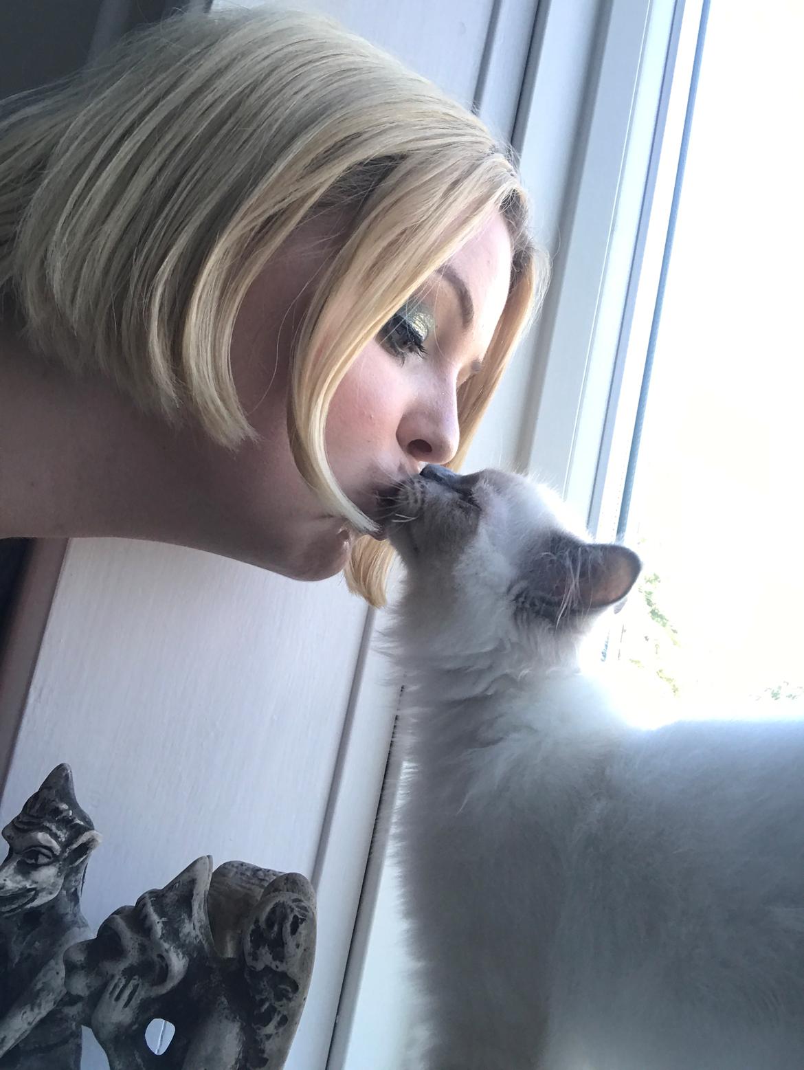 Ragdoll Phoebe billede 5