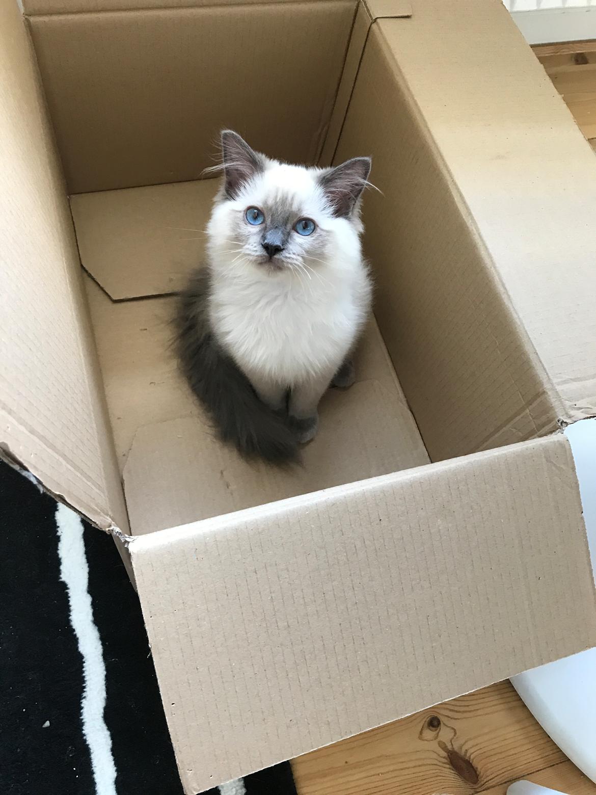 Ragdoll Phoebe billede 7