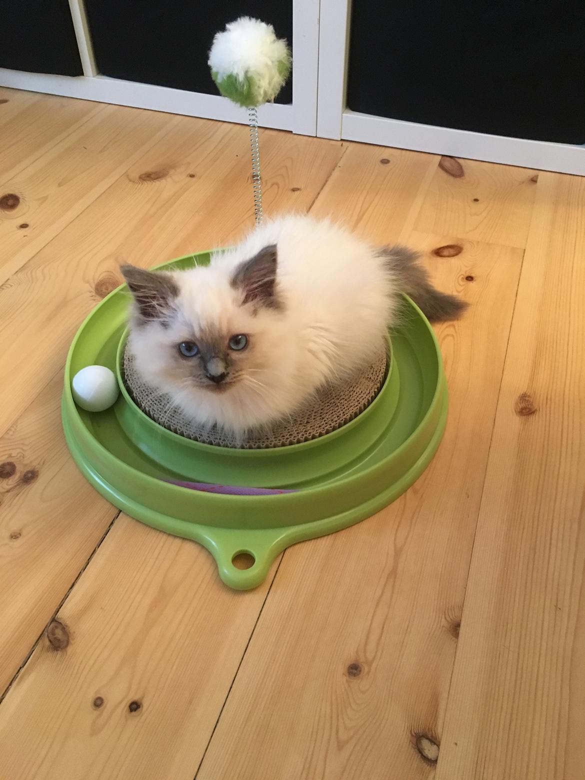 Ragdoll Phoebe billede 8