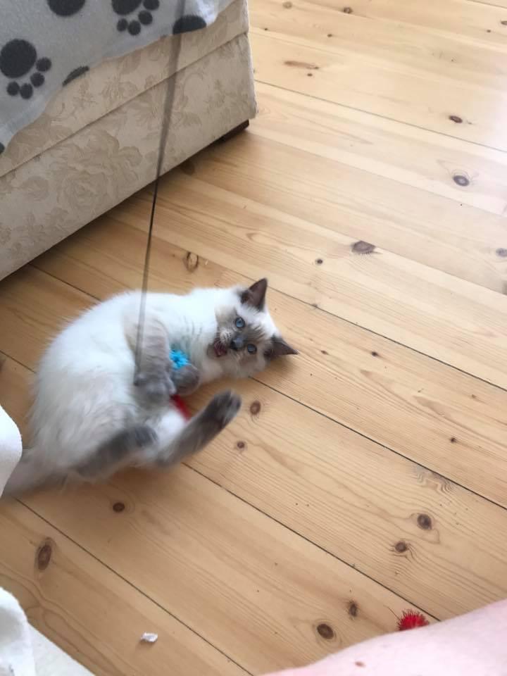 Ragdoll Phoebe billede 9