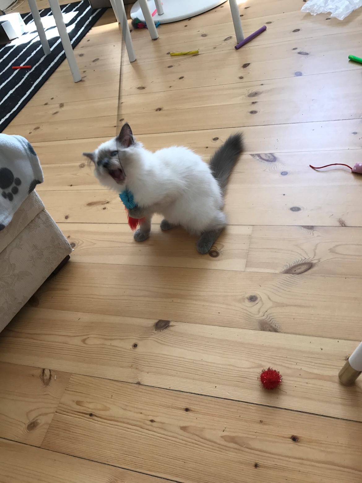 Ragdoll Phoebe billede 6