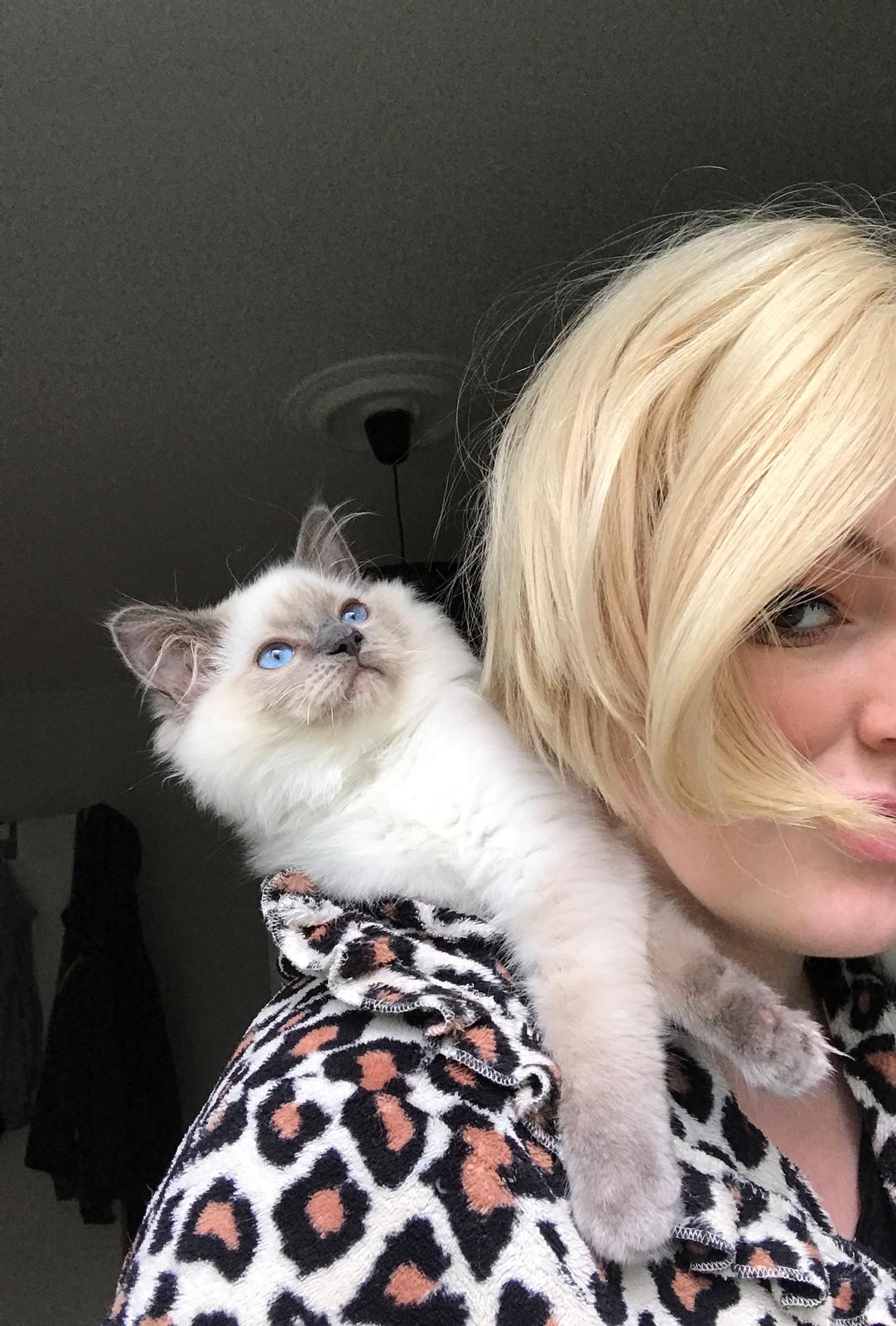 Ragdoll Phoebe billede 11