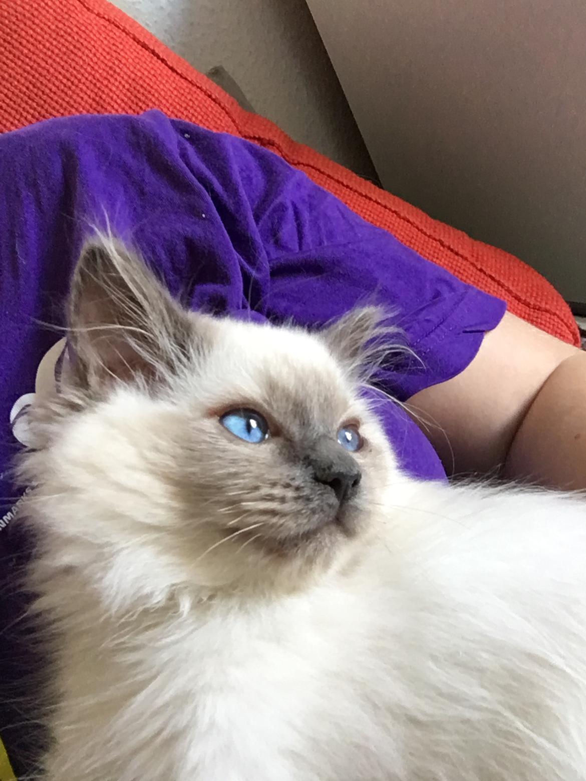 Ragdoll Phoebe billede 10