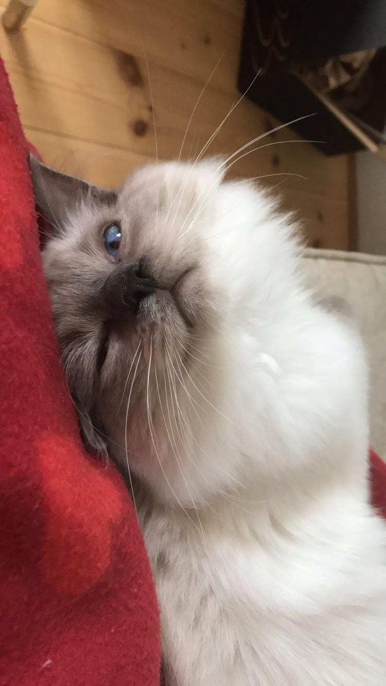 Ragdoll Phoebe billede 12