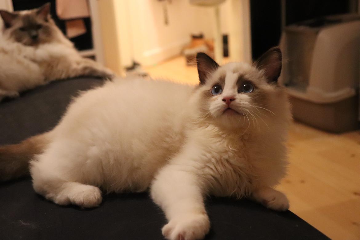 Ragdoll Milo billede 1