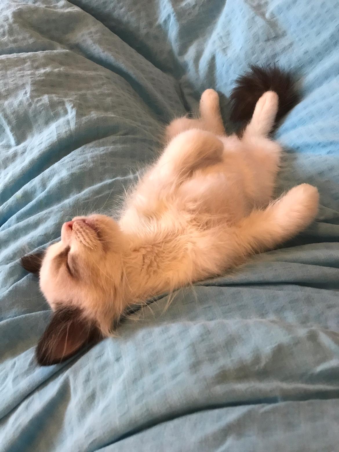 Ragdoll Milo billede 2