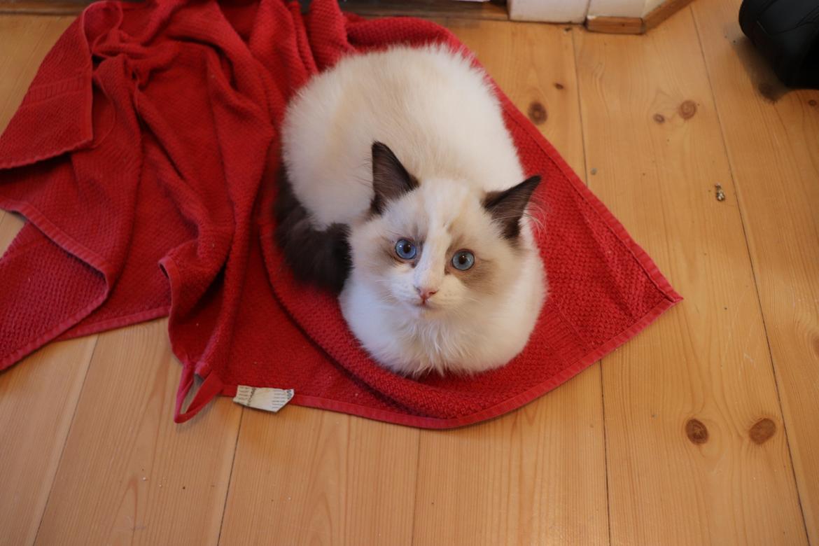 Ragdoll Milo billede 3