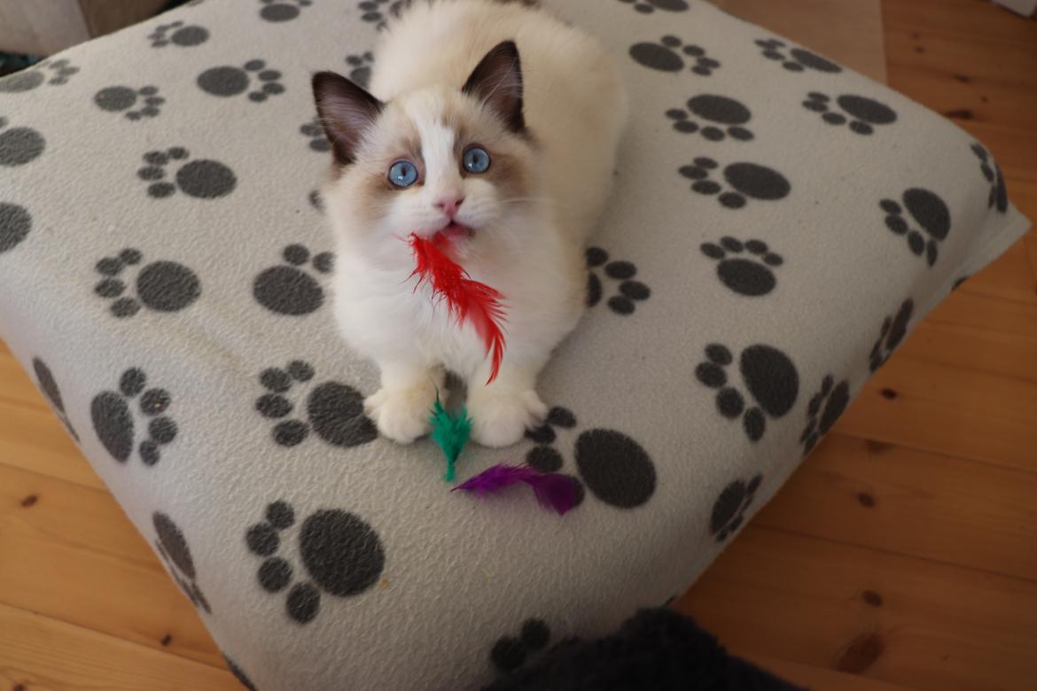 Ragdoll Milo billede 5