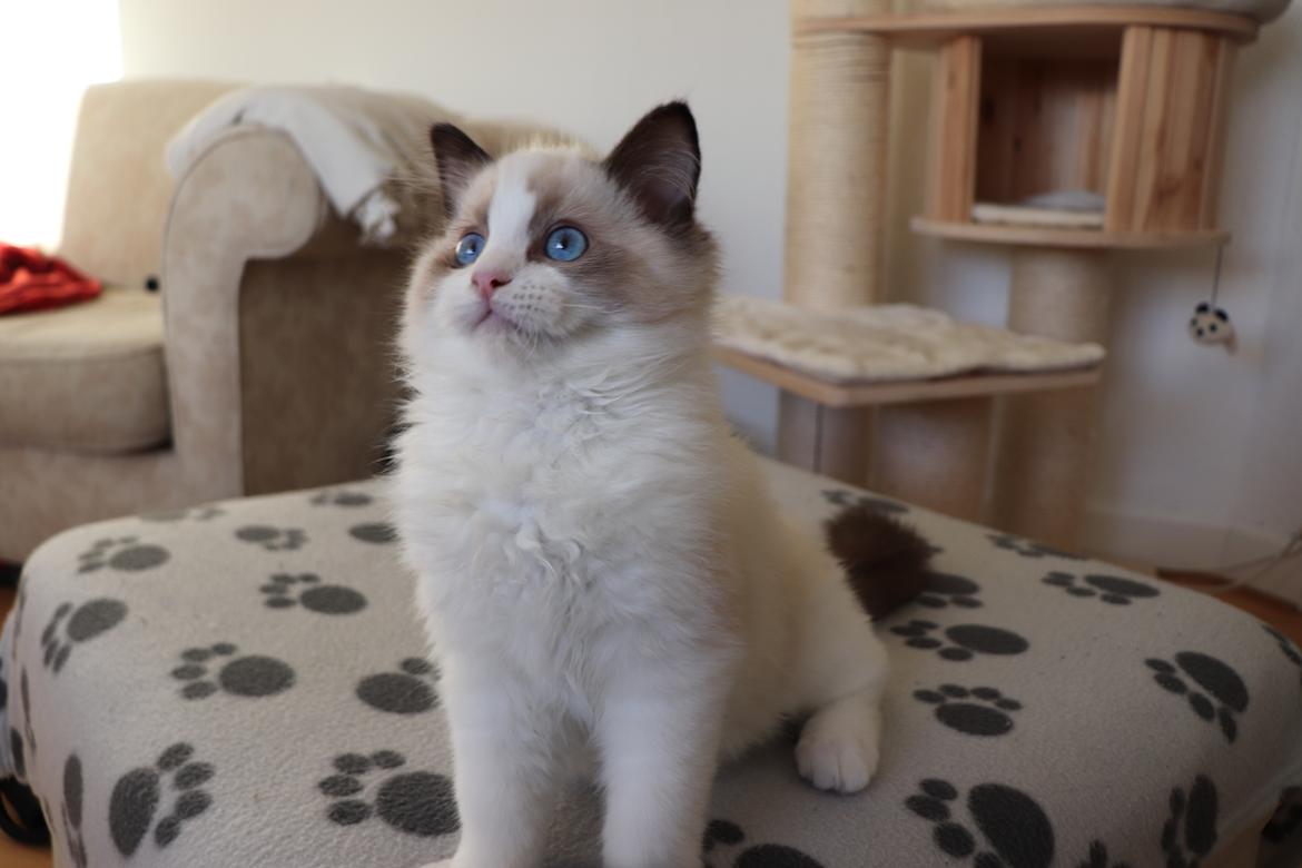Ragdoll Milo billede 4
