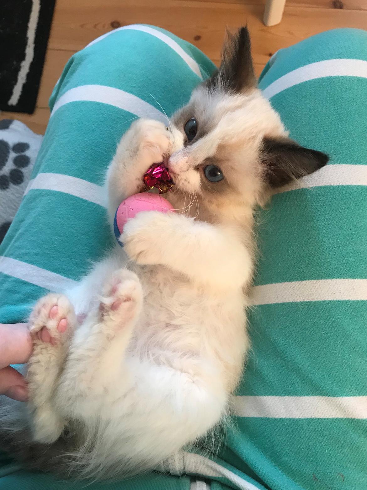 Ragdoll Milo billede 7