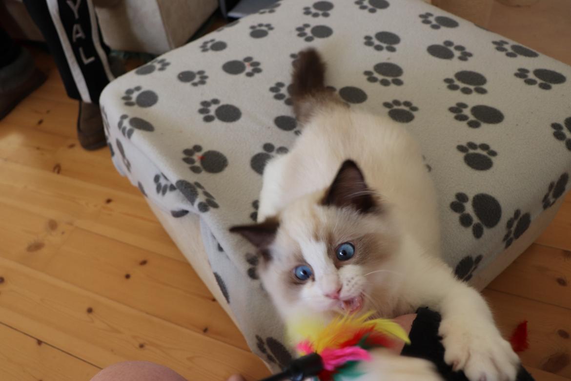 Ragdoll Milo billede 6
