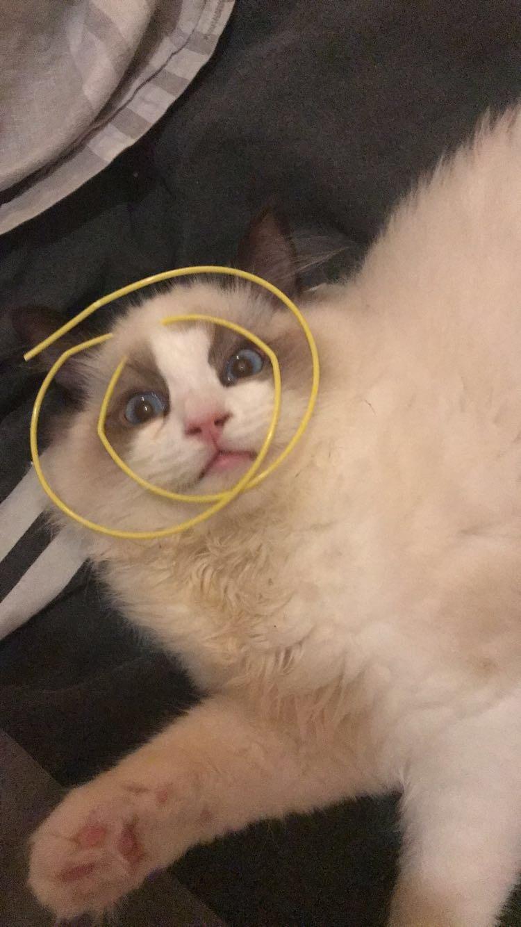 Ragdoll Milo billede 9