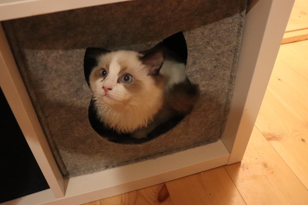 Ragdoll Milo billede 10