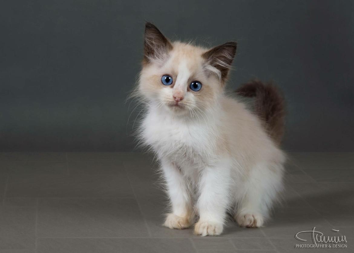 Ragdoll Milo billede 8