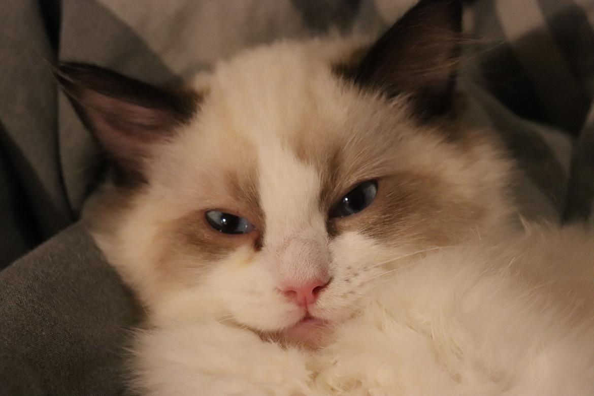 Ragdoll Milo billede 12