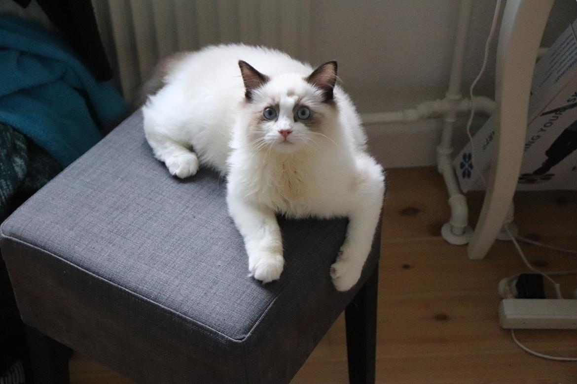 Ragdoll Milo billede 11