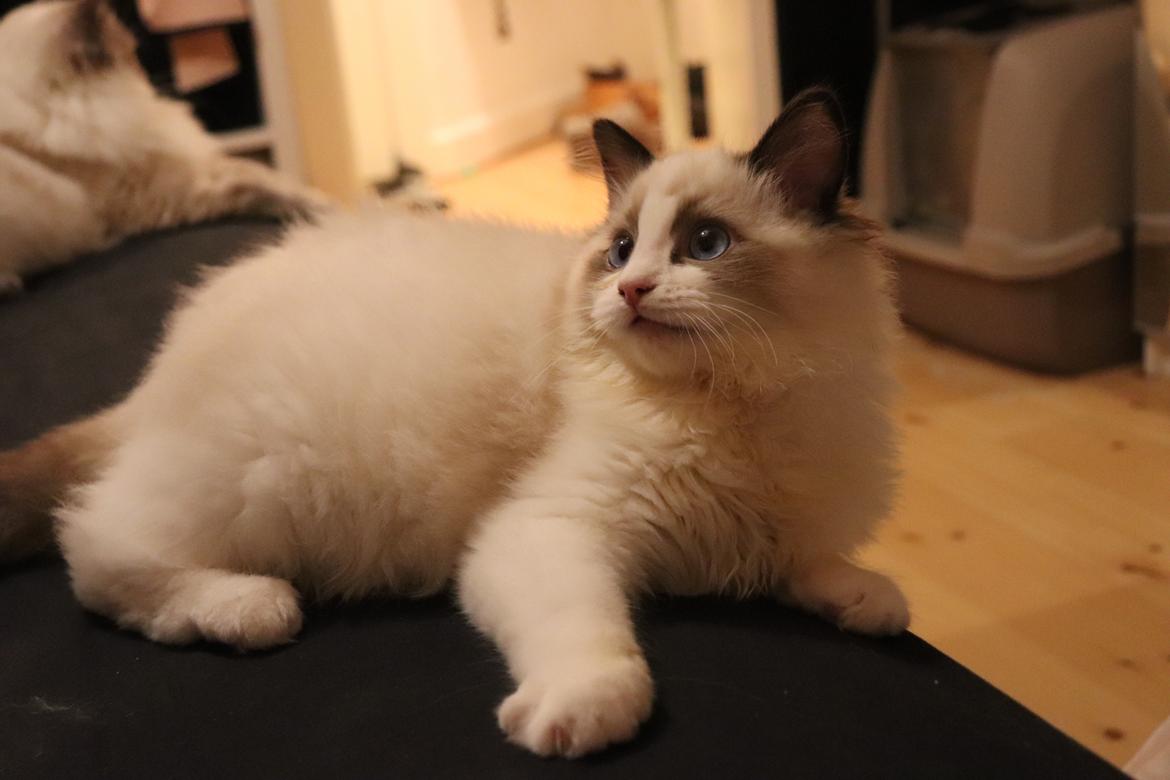 Ragdoll Milo billede 13