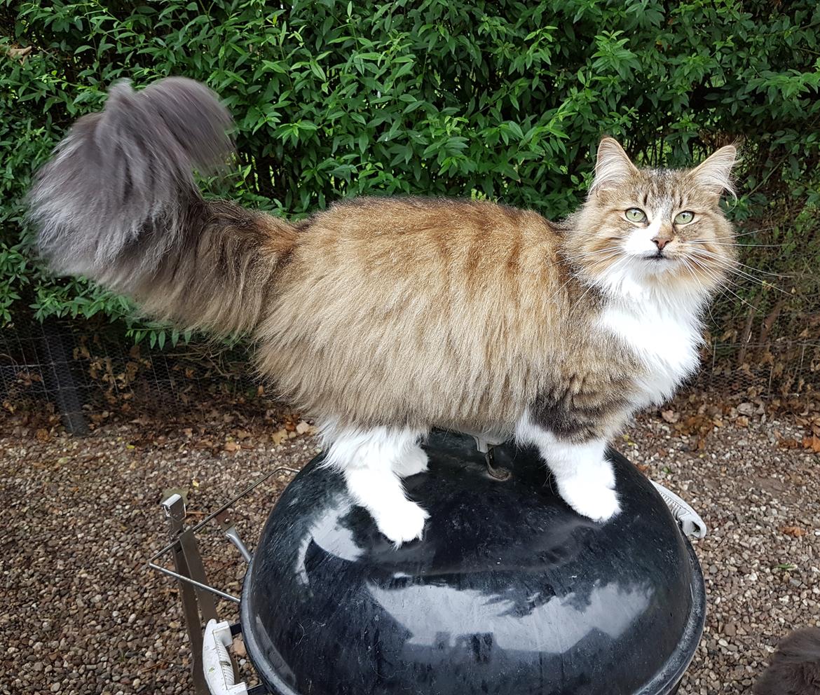 Norsk Skovkat DK SHAGGYTAIL'S OH MY SWEET DIVA  billede 3