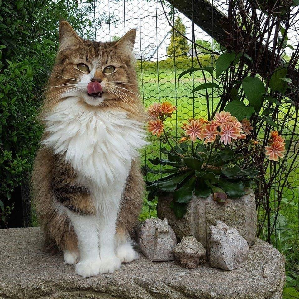 Norsk Skovkat DK SHAGGYTAIL'S OH MY SWEET DIVA  billede 6