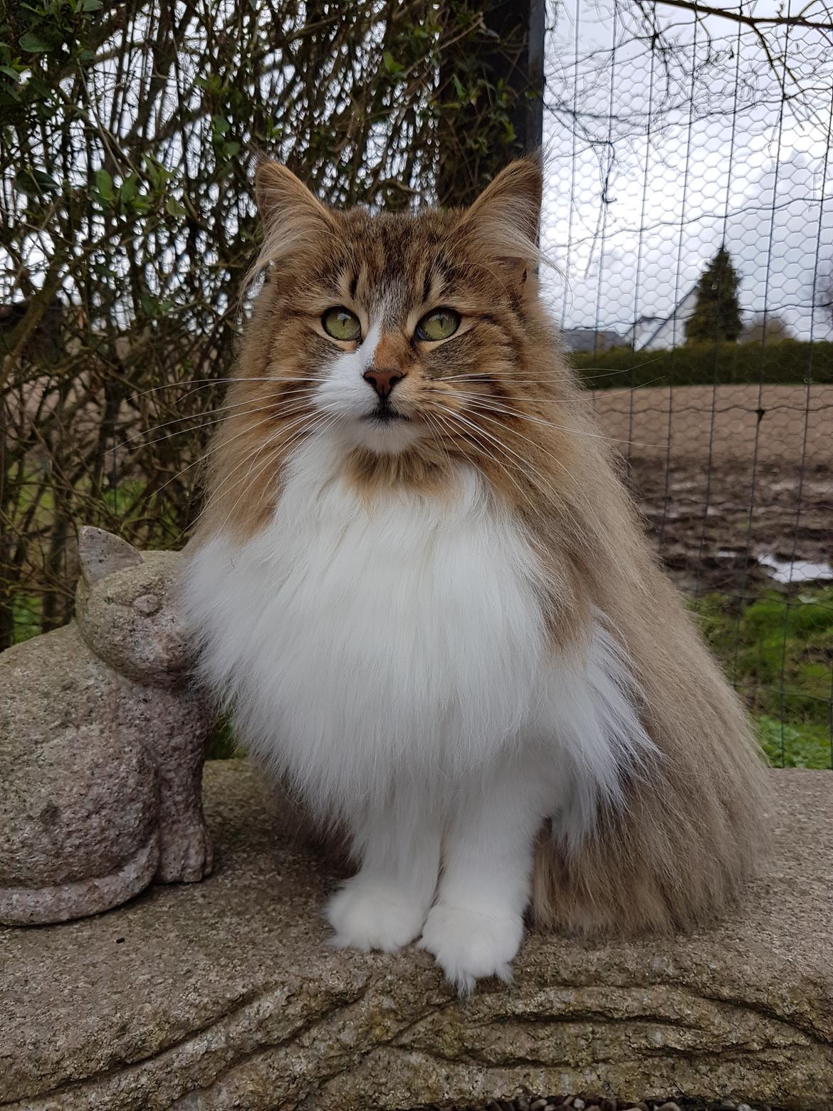 Norsk Skovkat DK SHAGGYTAIL'S OH MY SWEET DIVA  billede 1