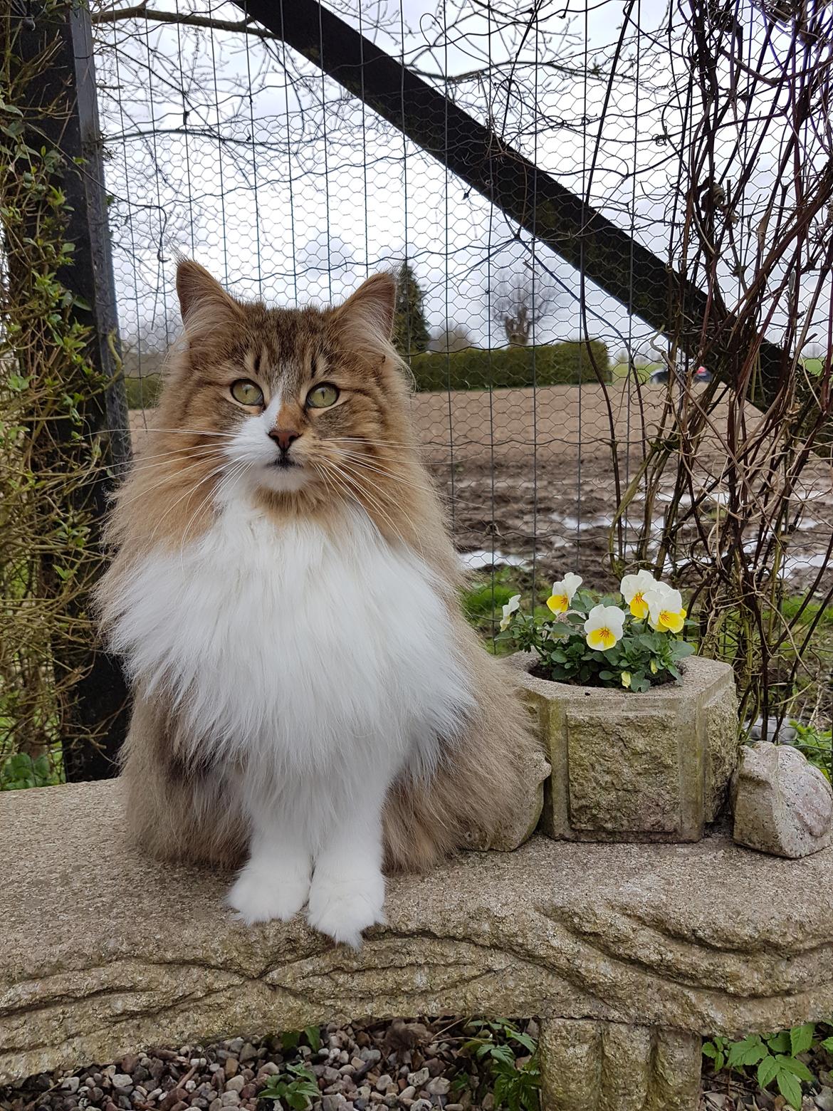 Norsk Skovkat DK SHAGGYTAIL'S OH MY SWEET DIVA  billede 5