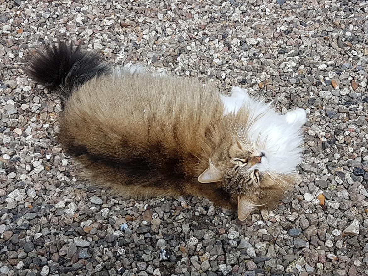 Norsk Skovkat DK SHAGGYTAIL'S OH MY SWEET DIVA  billede 4