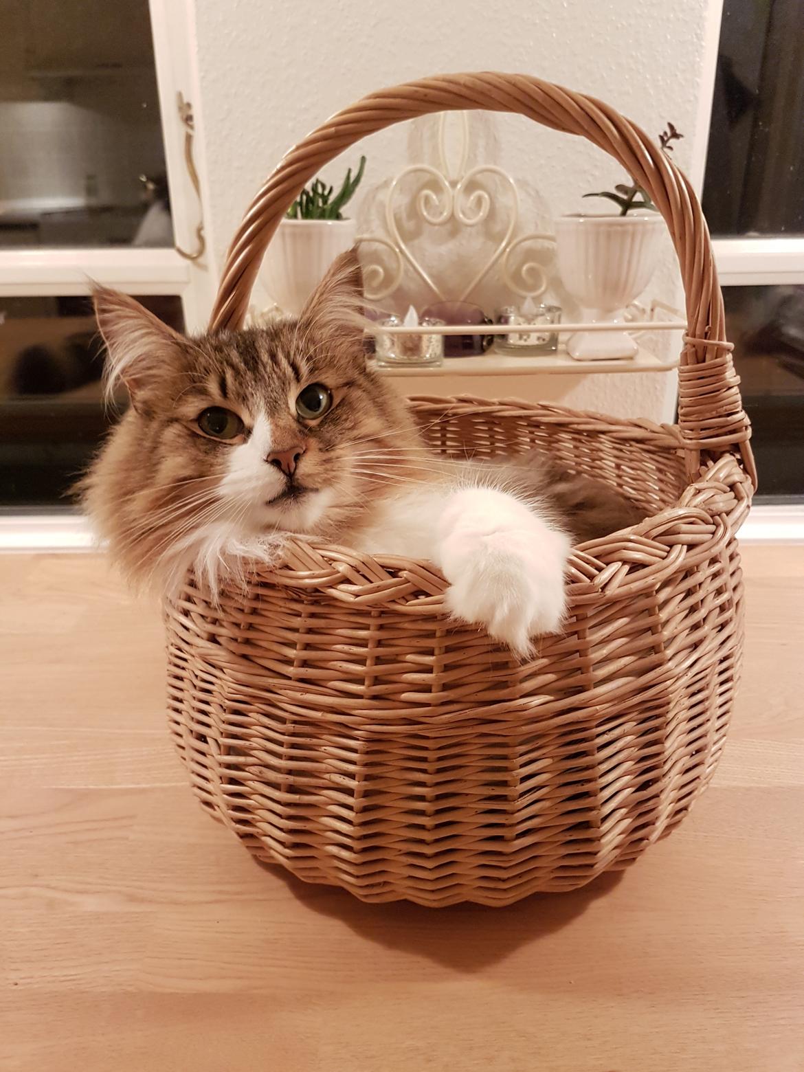 Norsk Skovkat DK SHAGGYTAIL'S OH MY SWEET DIVA  billede 2