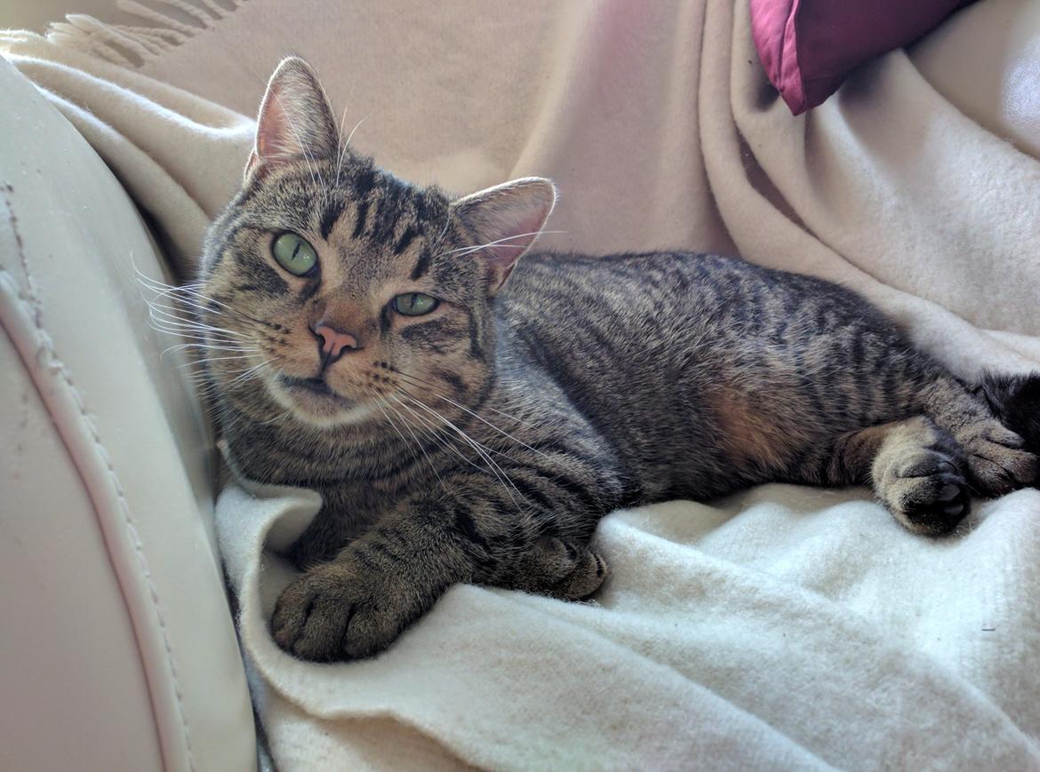 Huskat Tarzan billede 1