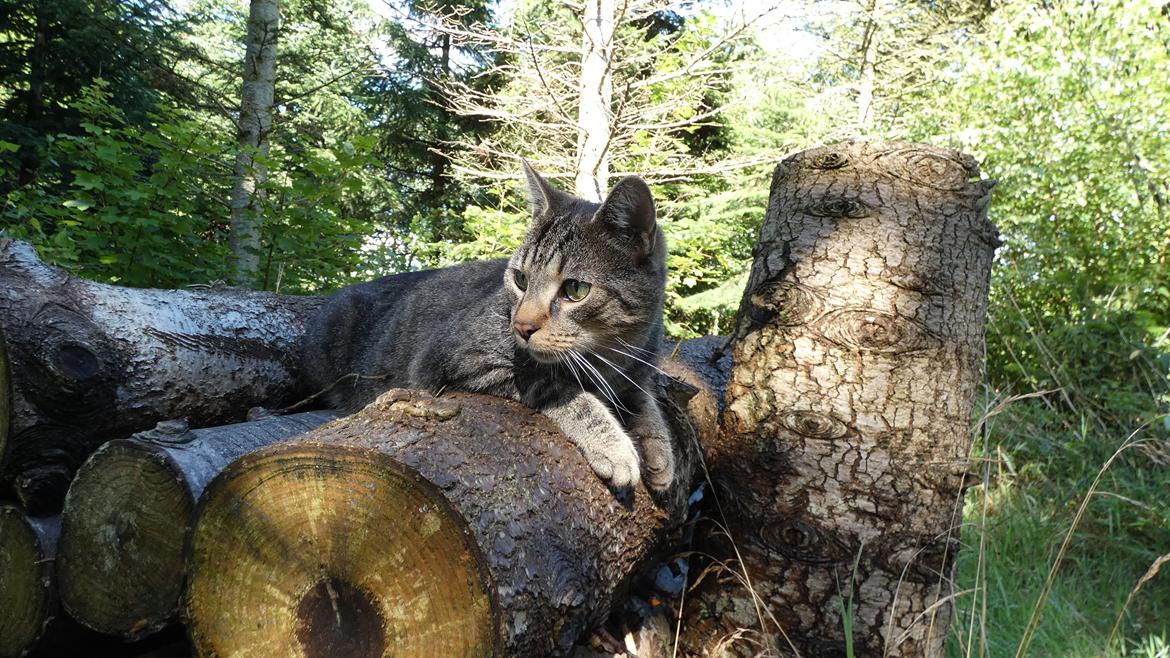 Huskat Tarzan billede 22