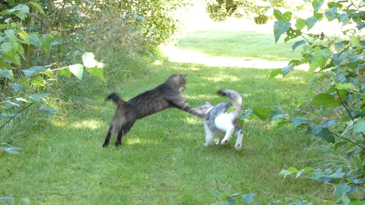 Huskat Tarzan billede 27