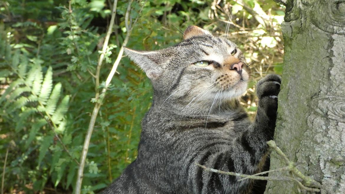 Huskat Tarzan billede 25