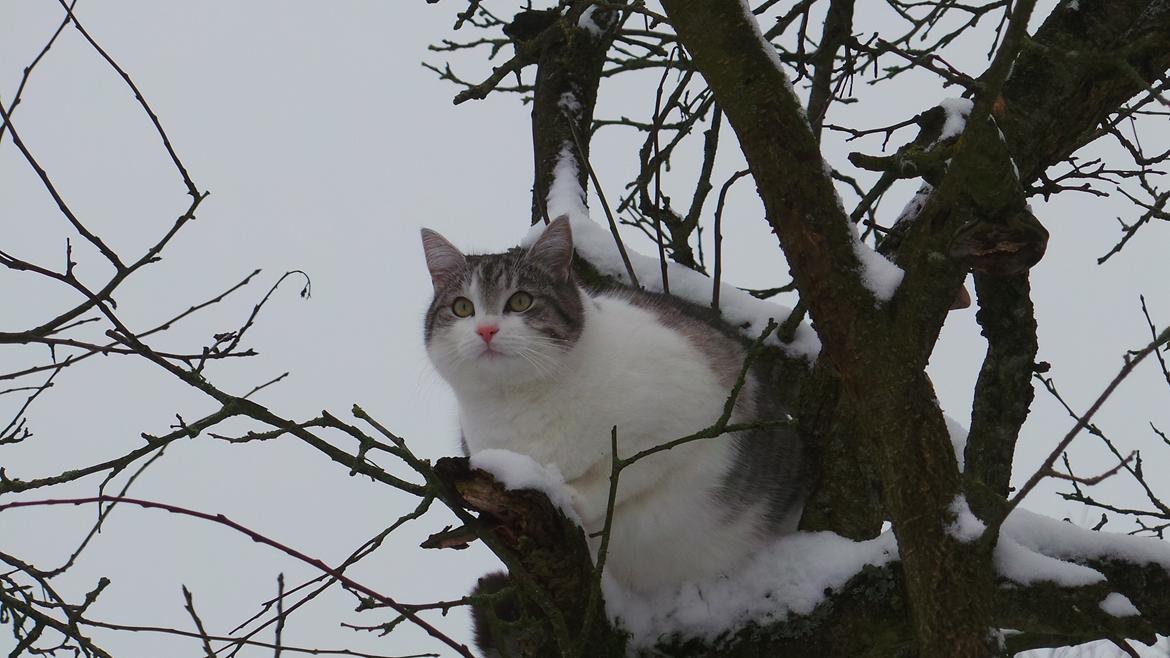 Blanding af racer Felix billede 8