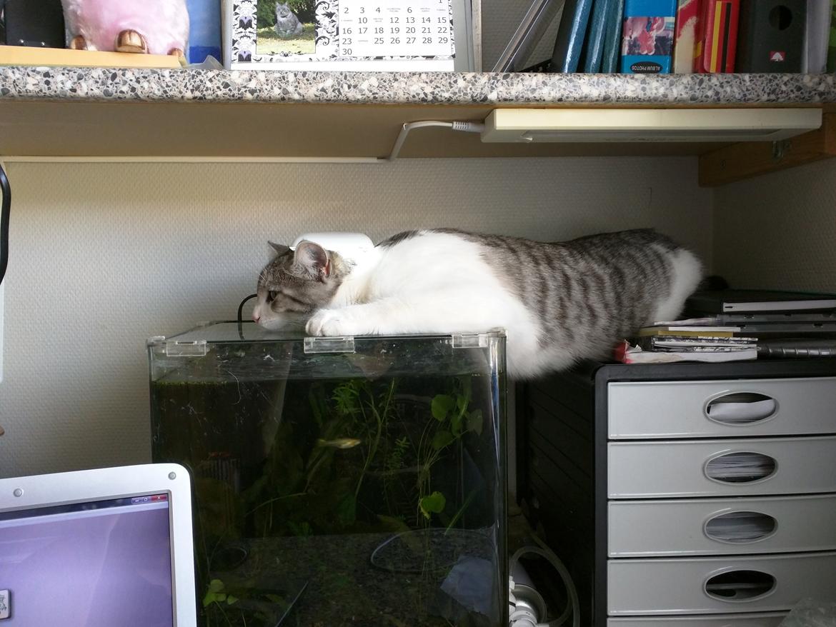 Blanding af racer Felix billede 44