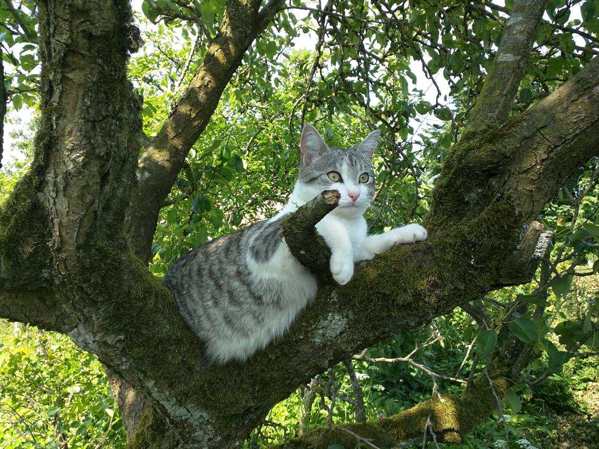 Blanding af racer Felix billede 1