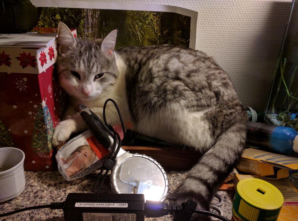 Blanding af racer Felix billede 33