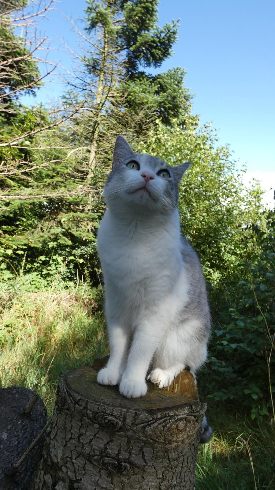 Blanding af racer Felix billede 3