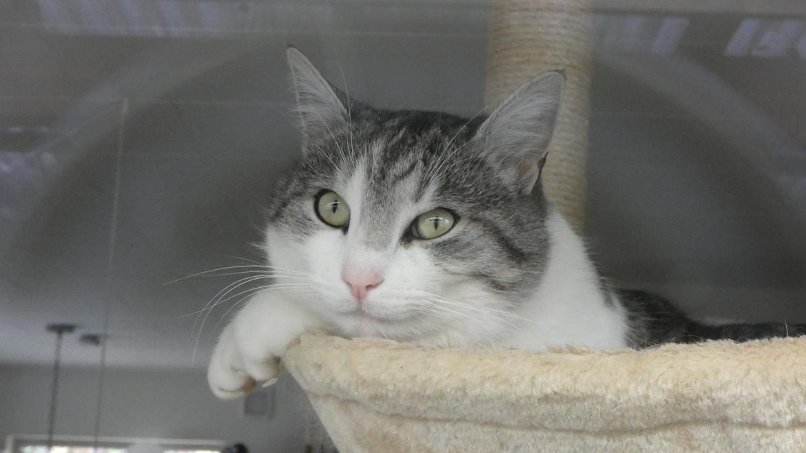 Blanding af racer Felix billede 2