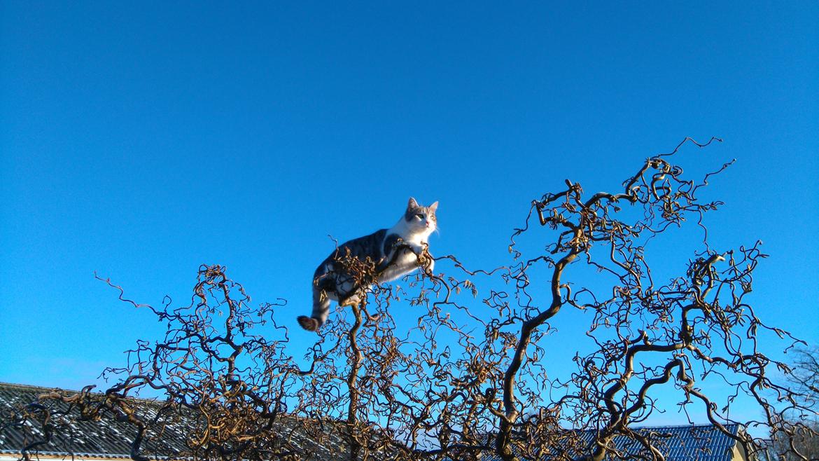 Blanding af racer Felix billede 4