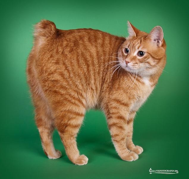 Kurilean Bobtail SP. SC. DK JeaTri´s Feinwerkbau 2700, DSM billede 5