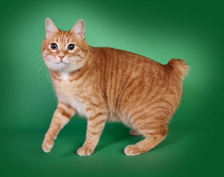 Kurilean Bobtail SP. SC. DK JeaTri´s Feinwerkbau 2700, DSM billede 4