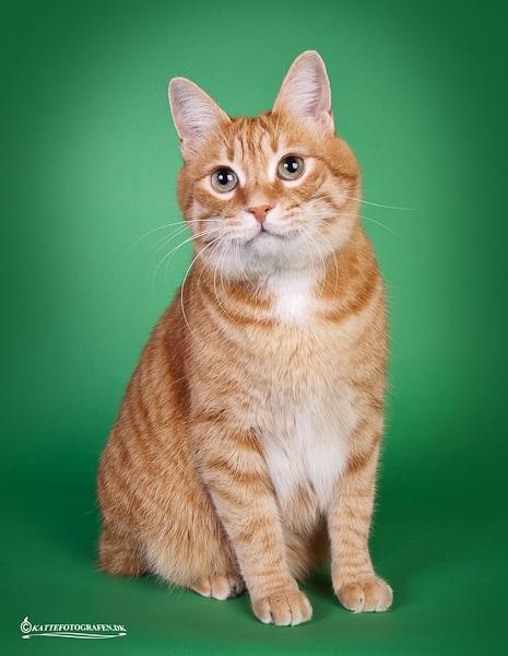 Kurilean Bobtail SP. SC. DK JeaTri´s Feinwerkbau 2700, DSM billede 6