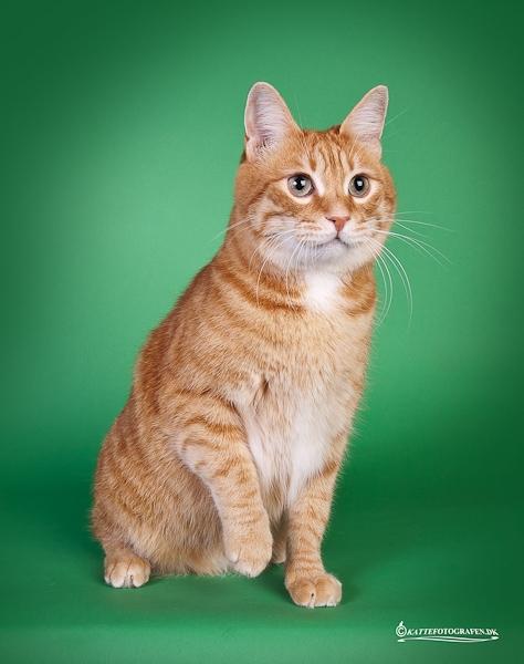 Kurilean Bobtail SP. SC. DK JeaTri´s Feinwerkbau 2700, DSM billede 2