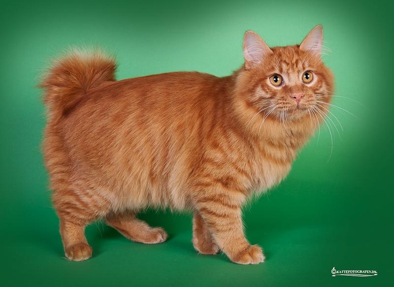 Kurilean Bobtail GIP. DK KorZhik's G. Mac Arthur billede 4