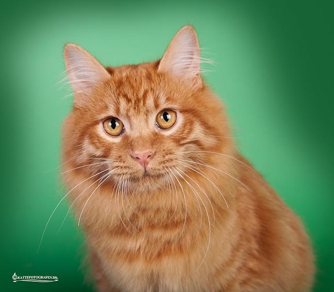 Kurilean Bobtail GIP. DK KorZhik's G. Mac Arthur billede 3