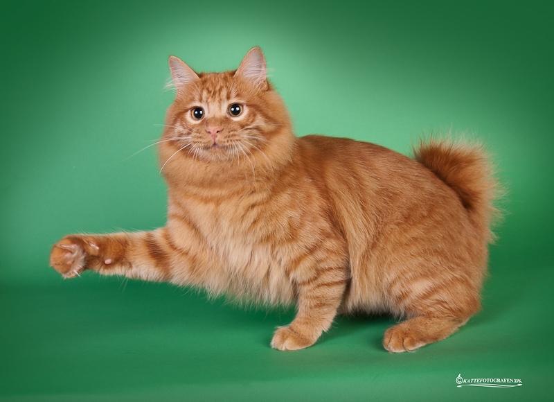 Kurilean Bobtail GIP. DK KorZhik's G. Mac Arthur billede 1