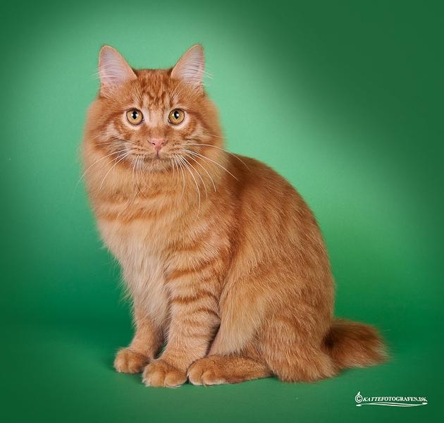 Kurilean Bobtail GIP. DK KorZhik's G. Mac Arthur billede 2