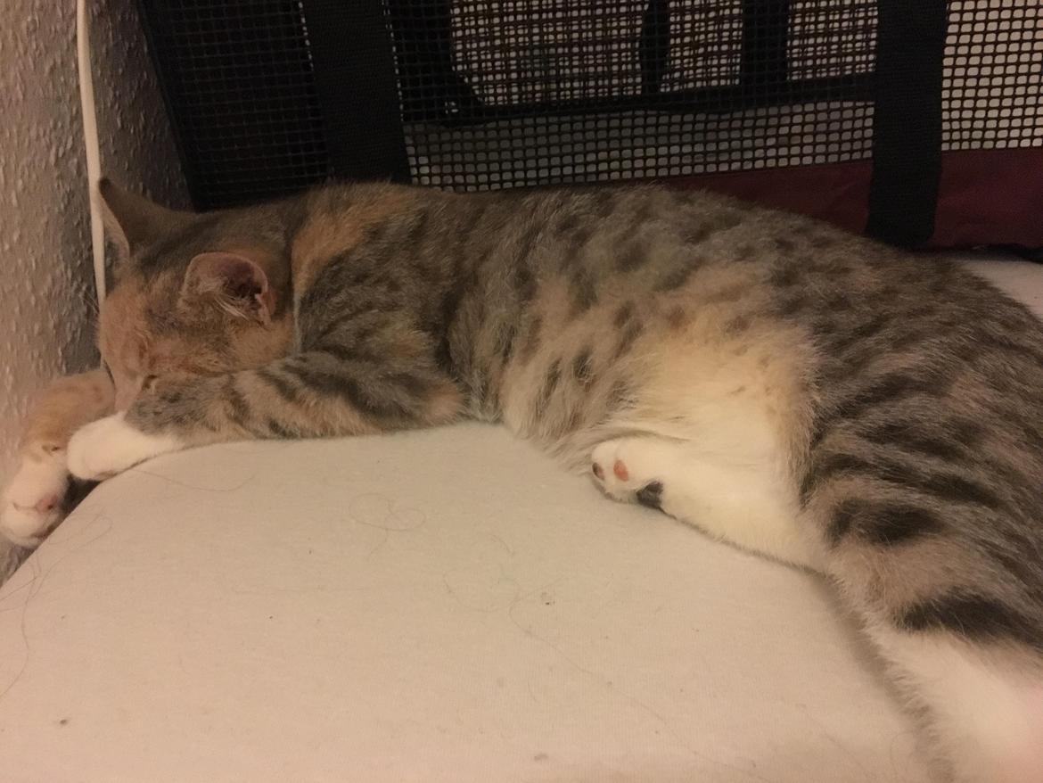 Huskat Shelby billede 4